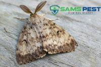 SAMS Moth Control Sydney image 11